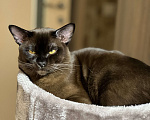 Кошки в Химках: Бурманский котик приглашает на свидание  Мальчик, 6 000 руб. - фото 3