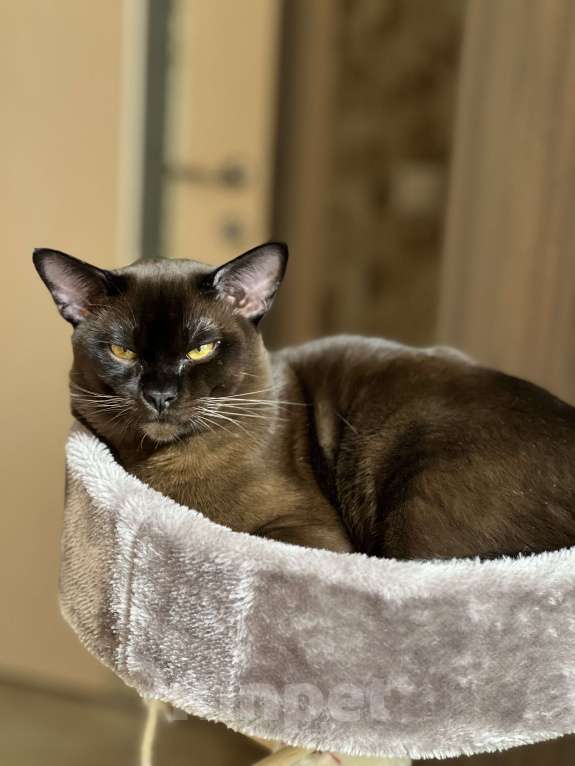 Кошки в Химках: Бурманский котик приглашает на свидание  Мальчик, 6 000 руб. - фото 3