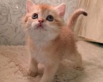 Кошки в Москве: Золотая шиншилла Шотландский котёнок Мальчик, 30 000 руб. - фото 1