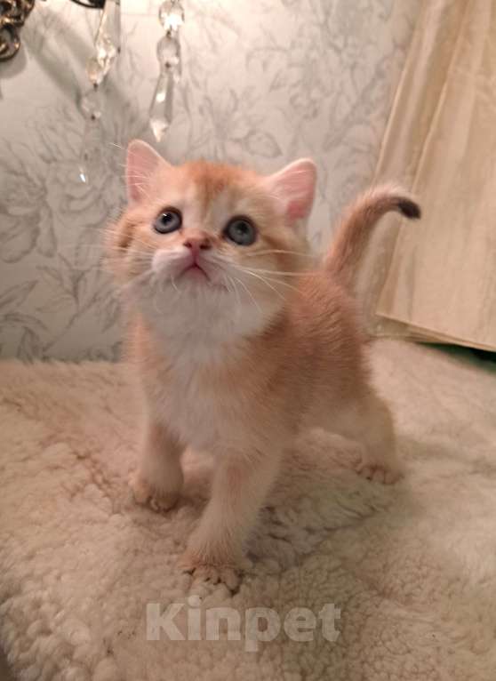 Кошки в Москве: Золотая шиншилла Шотландский котёнок Мальчик, 30 000 руб. - фото 1