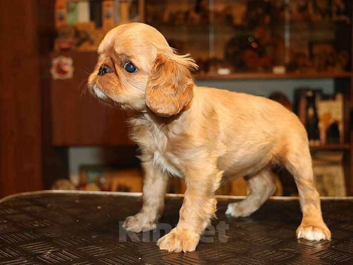 Собаки в Балашихе: мальчик черно-подпалый Мальчик, Бесплатно - фото 5