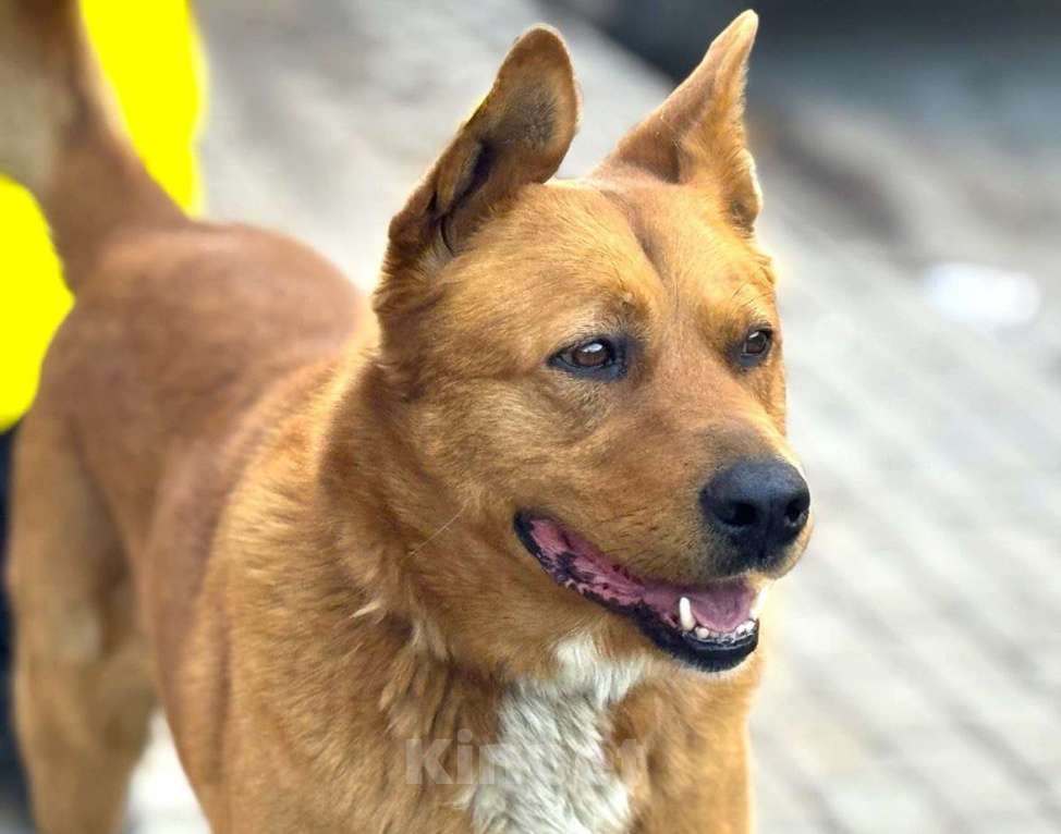 Собаки в Пушкино: Рыжий ищет дом Мальчик, Бесплатно - фото 3