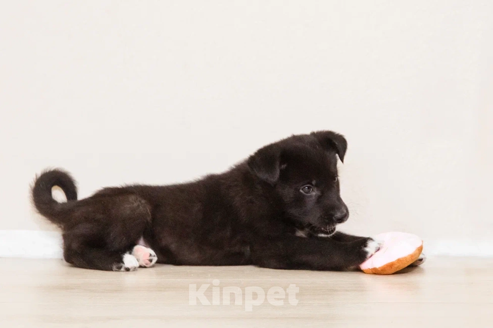 Собаки в Лосином-Петровском: Кения якутенок Девочка, Бесплатно - фото 8