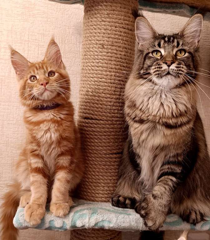 Кошки в Новосибирске: Детки мейн-кун полидакт в варежках Девочка, 20 000 руб. - фото 4