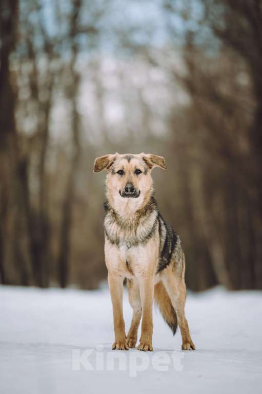 Собаки в Москве: собака в добрые руки Мальчик, Бесплатно - фото 1