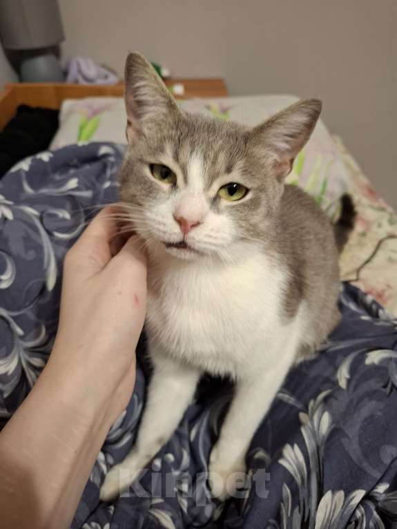 Кошки в Волгограде: Кошечка Милка ищет дом  Девочка, Бесплатно - фото 3