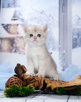Объявление: Британские котята. Шиншиллы. Голубое золото AY, Бесплатно, Москва