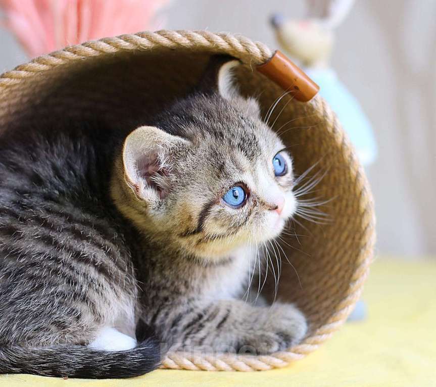 Кошки в Хабаровске: Девочка Девон-рекс дгг Девочка, 150 000 руб. - фото 6