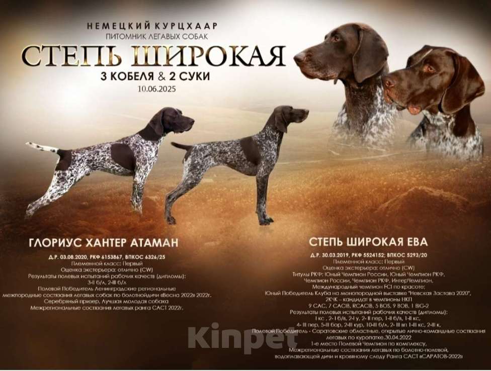 Собаки в Москве: Щенок немецкого курцхаара из питомника &amp;quot;Степь Широкая&amp;quot;в Москве Мальчик, 90 000 руб. - фото 3