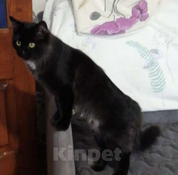 Кошки в Домодедово: Красавица Девочка, Бесплатно - фото 2