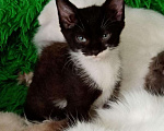 Кошки в Островной: Крупные ушастые котята, 10 руб. - фото 1