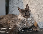 Кошки в Омске: Котенок мейн-кун Мальчик, 45 000 руб. - фото 6