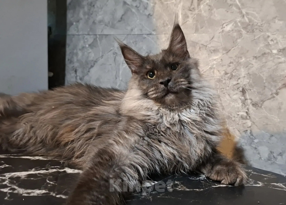 Кошки в Омске: Котенок мейн-кун Мальчик, 45 000 руб. - фото 6