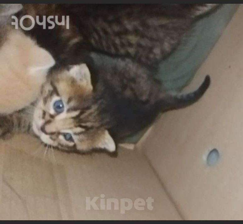 Кошки в Москве: Котёнок 1 месяц, открыто бронирование Девочка, Бесплатно - фото 4