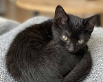 Кошки в Москве: Котенок Черника 2,5 месяца ищет дом Девочка, Бесплатно - фото 5