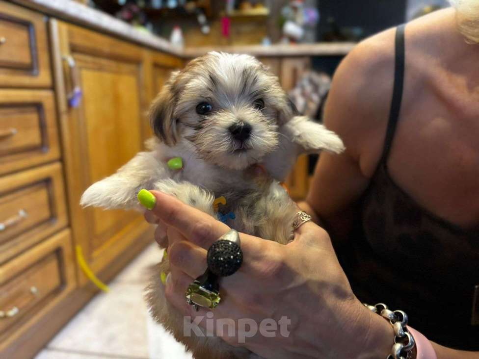 Собаки в Москве: Николь Девочка, 100 000 руб. - фото 7