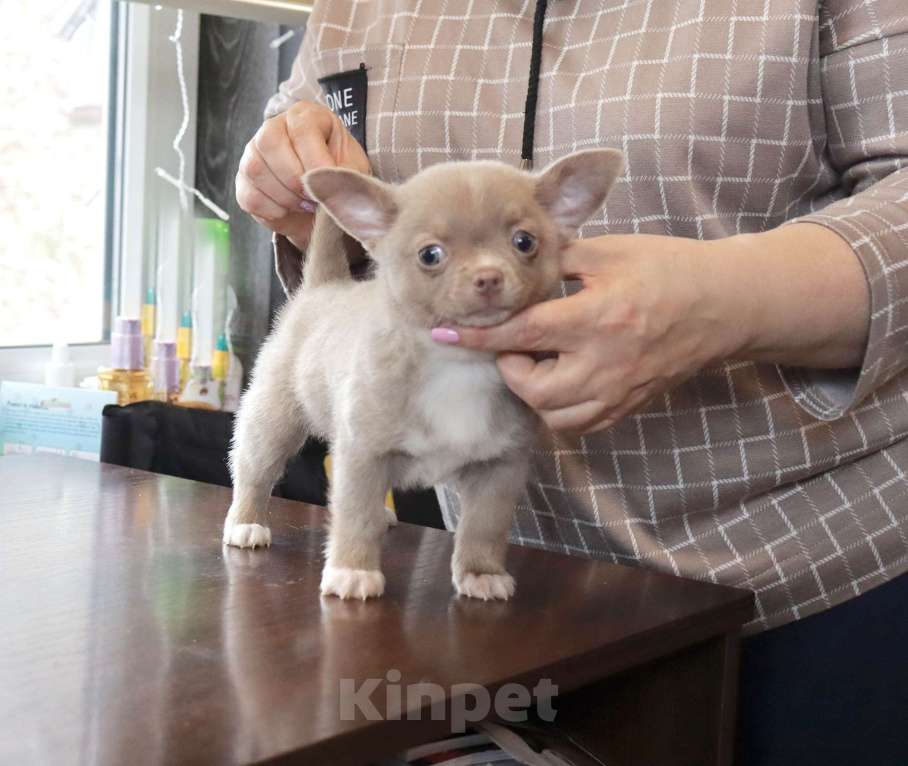 Собаки в Москве: Лиловый пухлик чихуа Мальчик, 29 000 руб. - фото 6