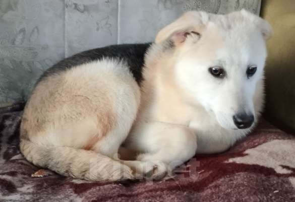 Собаки в других городах Рязанской области: Щенки в добрые руки. Разнополые, Бесплатно - фото 8