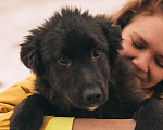 Собаки в Рязани: Баффи - умная малышка Девочка, Бесплатно - фото 5