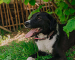 Собаки в Москве: Ника ищет дом Девочка, Бесплатно - фото 2
