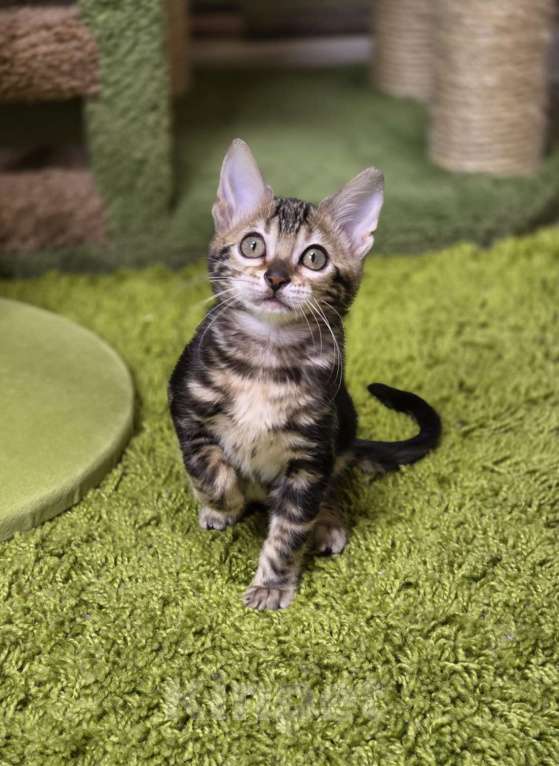 Кошки в Москве: Franceska Benjoy Девочка, 40 000 руб. - фото 2