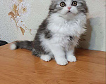 Кошки в Санкт-Петербурге: Шотландский красавчик Мальчик, 55 000 руб. - фото 2