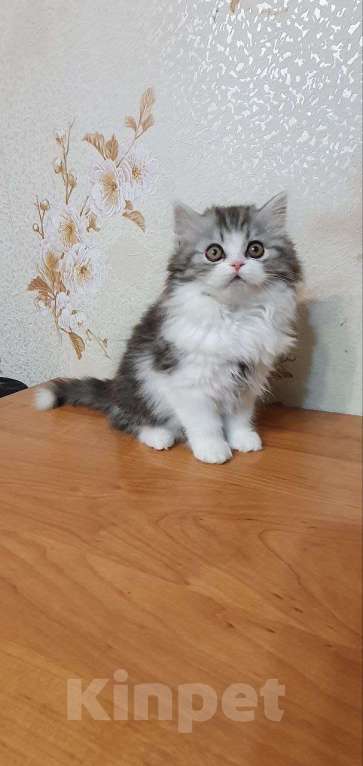 Кошки в Санкт-Петербурге: Шотландский красавчик Мальчик, 55 000 руб. - фото 2