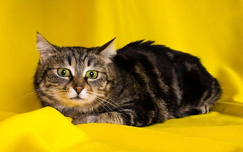 Кошка Пуся ищет дом!