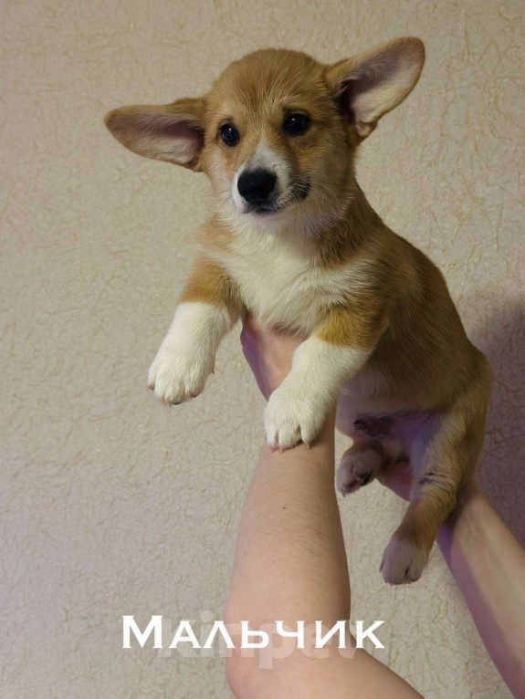 Собаки в Перми: Щенки Вельш-корги-пемброк Разнополые, 50 000 руб. - фото 2