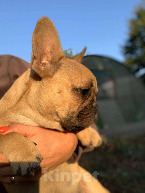 Собаки в Тихорецке: Щенок французского бульдога Девочка, 30 000 руб. - фото 1