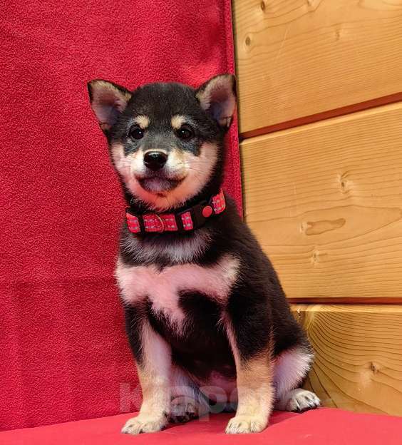 Собаки в Москве: Сиба ину (Шиба ину) - девочка 3 мес. Девочка, 80 000 руб. - фото 3
