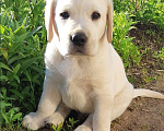 Собаки в Сыктывкаре: Лабродетки Мальчик, 45 000 руб. - фото 3