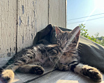 Кошки в Салавате: Котенок-девочка ищет дом Девочка, Бесплатно - фото 4
