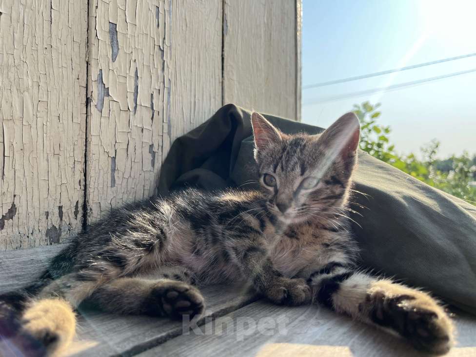 Кошки в Салавате: Котенок-девочка ищет дом Девочка, Бесплатно - фото 4