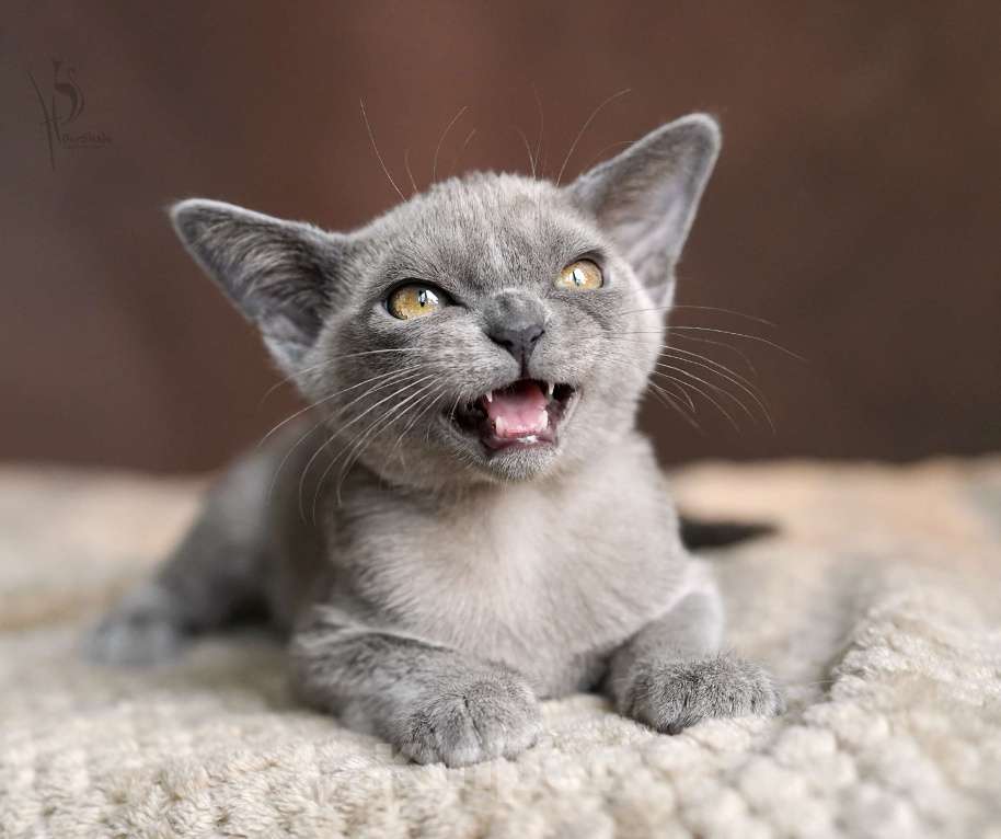 Кошки в Нижнем Новгороде: Европейская Бурма голубая Девочка Девочка, 80 000 руб. - фото 2