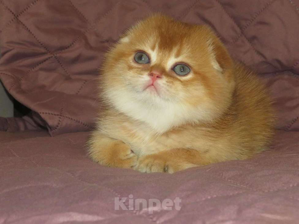 Кошки в Москве: роскошный шотландский котенок -мальчик Мальчик, 100 000 руб. - фото 3