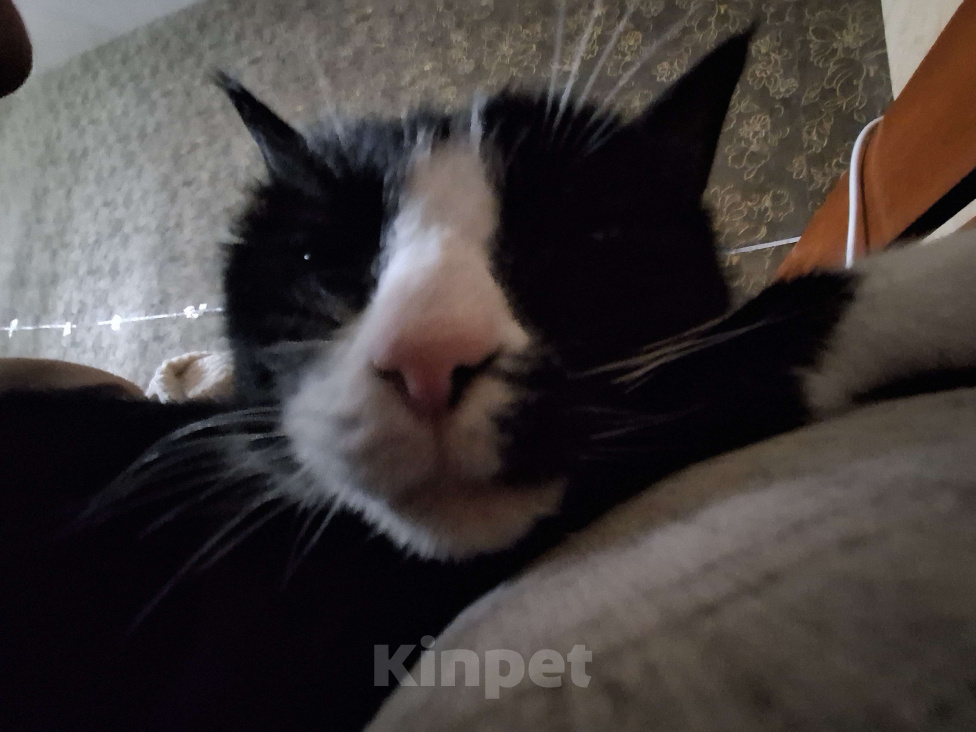 Кошки в других городах Ярославской области: Кошка, в добрые руки Девочка, Бесплатно - фото 1