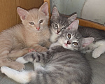 Кошки в Барнауле: Милые котята Разнополые, Бесплатно - фото 1