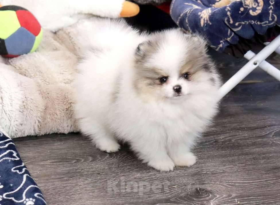 Собаки в Москве: Экcклюзивный красавчик шпица Мальчик, Бесплатно - фото 5