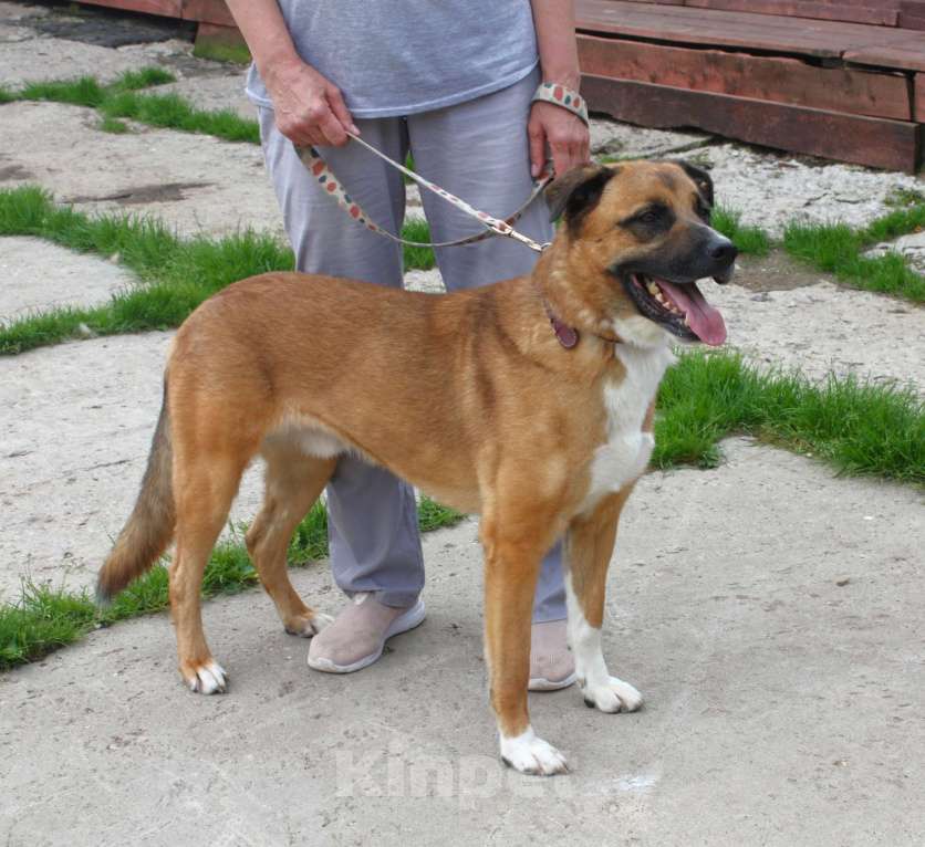 Собаки в Москве: Тоша очень хочет стать домашним Мальчик, Бесплатно - фото 6