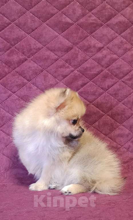 Собаки в Москве: Мини мальчик  Мальчик, 25 000 руб. - фото 6