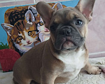 Собаки в Москве: Красивые девочки французский бульдог. Девочка, 60 000 руб. - фото 1