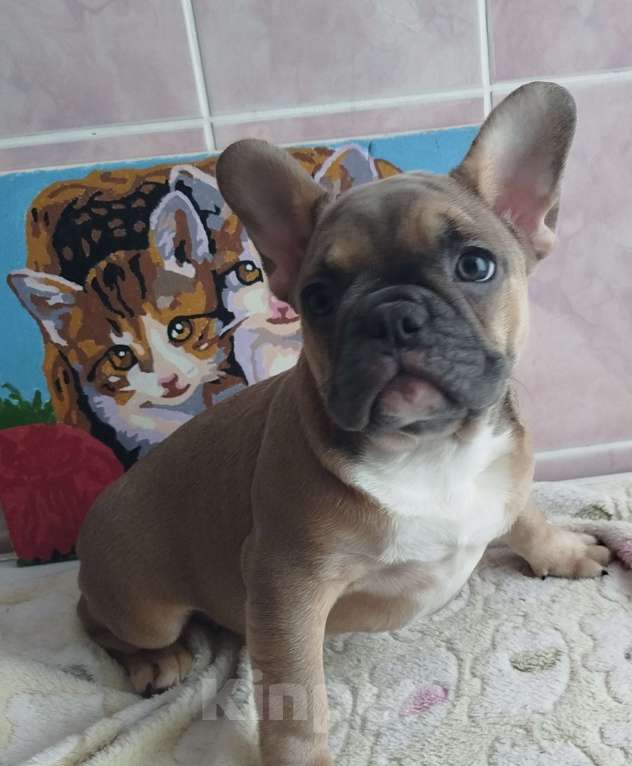 Собаки в Москве: Красивые девочки французский бульдог. Девочка, 60 000 руб. - фото 1