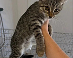 Кошки в Волгограде: Нужна помощь в пристройстве 4-х котят Девочка, Бесплатно - фото 1