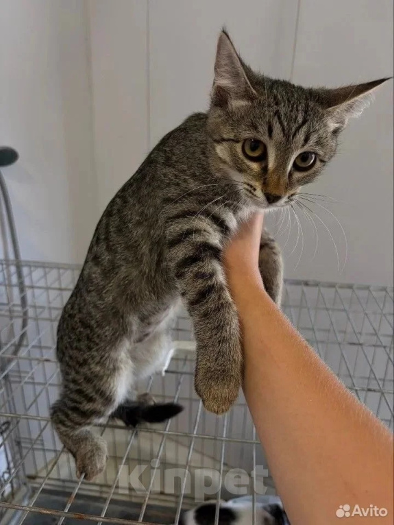 Кошки в Волгограде: Нужна помощь в пристройстве 4-х котят Девочка, Бесплатно - фото 1