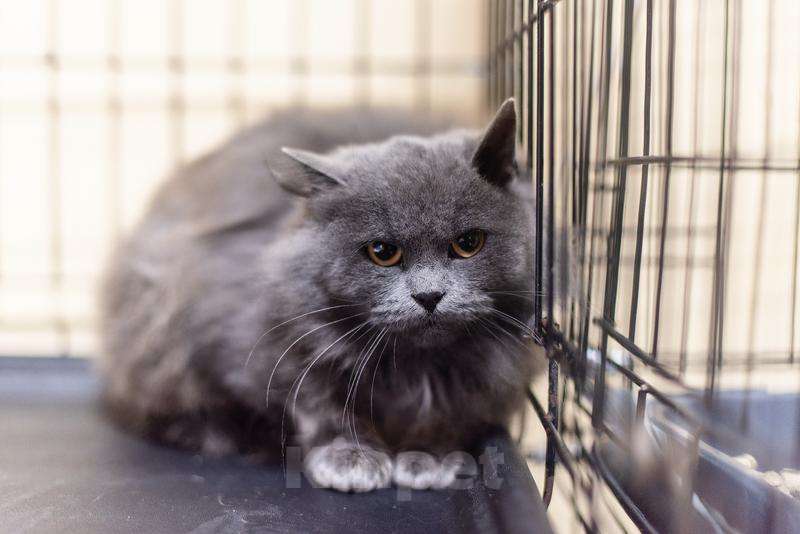 Кошки в Москве: Пушистая красавица Артемида в добрые руки. Девочка, Бесплатно - фото 2