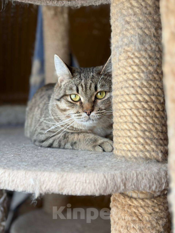 Кошки в Москве: Молоденький Филя мечтает о доме Мальчик, Бесплатно - фото 4