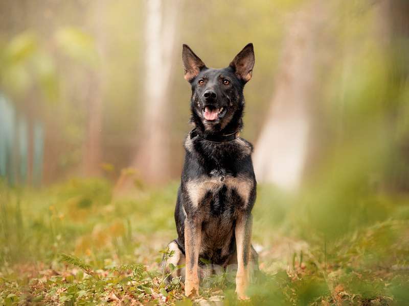 Собаки в Москве: Овчарка Глория в добрые руки Девочка, Бесплатно - фото 8