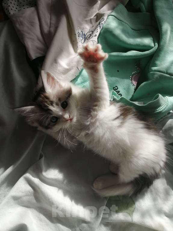 Кошки в Санкт-Петербурге: Котенок Мейн-Кун  Девочка, 10 000 руб. - фото 4