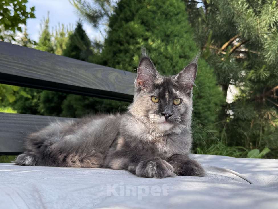 Кошки в Москве: Девочка Мейн Кун Veyron Origami Девочка, 150 000 руб. - фото 7